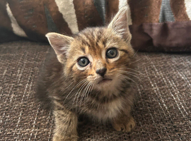 Angora Persian Mixed Kittens