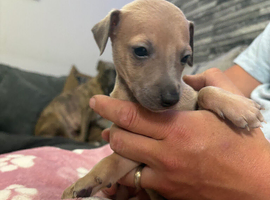 3/4 Italian greyhound x 1/4 whippet