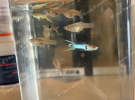 Japan Blue double Sword endler