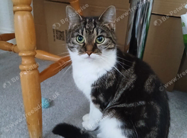 6 year old female cat