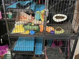 Looking for a full or semi ferret kit