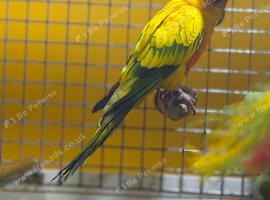 Stunning sun conures for sale