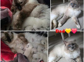 RAGDOLLS KITTENS /Reservation Open.