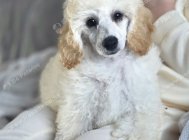 2 KC Registered handsome toy poodle puppys