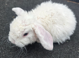 Mini plush lop