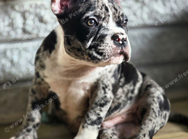 ABKC american pocket bullys