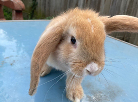 French Lop for sale in London