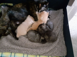 Stunning  unique colours kittens