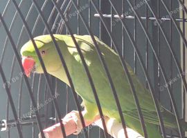 Indian ringneck