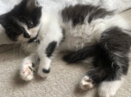 Beautiful long haired kitten