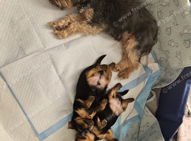 Beautiful Miniature Yorkshire Terrier Puppies &ndash; Boy & Girl
