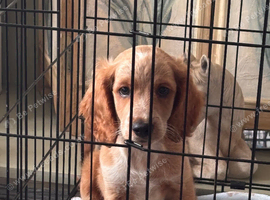 F2 cockapoo boy ready to leave