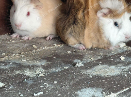 2 male guinea pigs