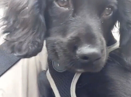Cocker spaniel puppy