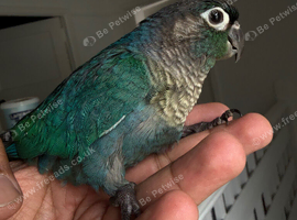 Voilet conure hand tamed