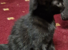 Black female kitten