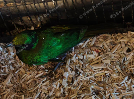 Emerald starling.