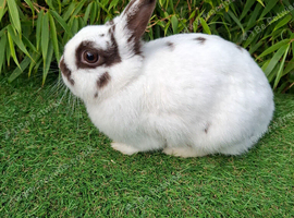 HIGH QUALITY NETHERLAND DWARF