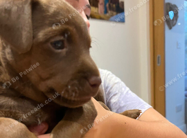 Beautiful chocolate patterdale