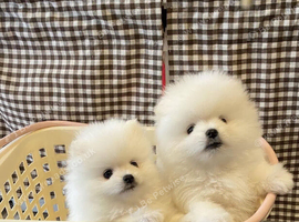 Stunning Pure White Pomeranian Puppies - Fluffy Teddy Bear Face, Loving Home Raised