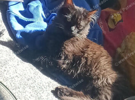Mainecoon cross bengal
