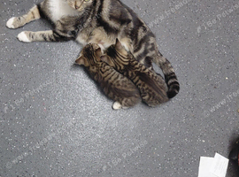 Kittin