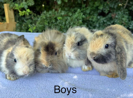 Mini lop babies for sale