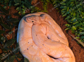 Banana ball python