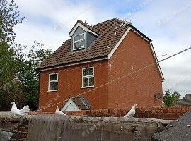 Straight tail doves for sale