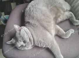 British Blue shorthair stud