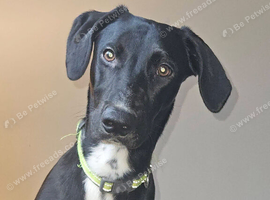 Beautiful 1-Year-Old Saluki &times; Greyhound Seeking a Loving Home