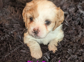 Cavachon puppies