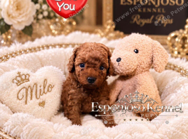 5-star licensed ESPONJOSO Exclusive Half Asian Toy Poodles DWKC registered