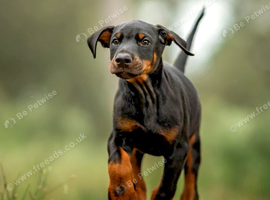 WANTED PUPPY UP TO 7 MONTHS ANY BREED CONSIDERED