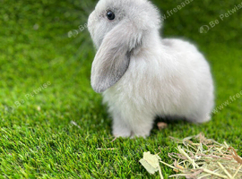 Mini lop pure bred female