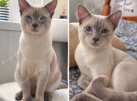 Beautiful Siamese Cross Kittens &ndash; Lilac Point Dad