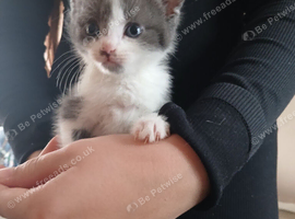 Lovely colour kittens for sale