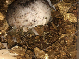 Horsfield hatchlings No Offers please