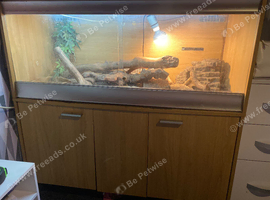 Ackie monitor lizard