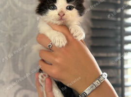 Ragdoll x domestic shorthair