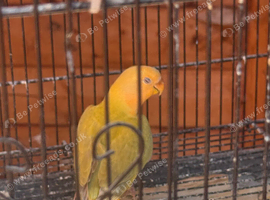 Baby peach face love bird