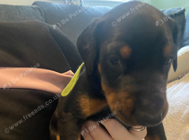 Little boy needs a new home