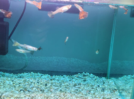 Only &pound;30- An aquarium set up with 13 Guppies