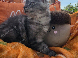 Pedigree maine coon kittens