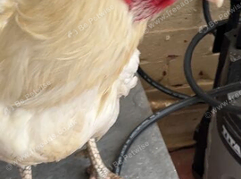 Aseel male chicken for sale