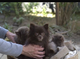 Pomeranian puppies