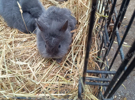 Baby rabbit for sale