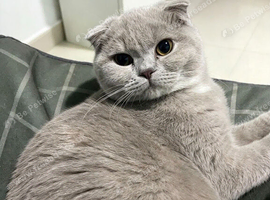 SCOTTISH FOLD FEMALE