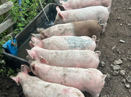 Large White Cross Weaners