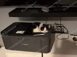 Male and female kitten need loving home
